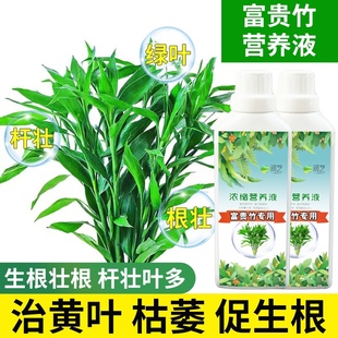 富贵竹营养液专用肥料专治黄叶生根转运竹观音竹龙竹水培植物养料