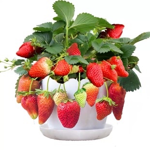 14元15棵草莓四季可以吃的阳台奶油草莓地栽当年结果