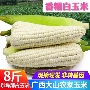 广西农家特产新鲜糯玉米黏玉米现摘棒粘玉米白糯嫩玉米2/10斤