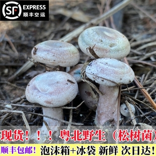 广东粤北野生乌枞菌松树菌采摘新鲜蘑菇食用黄枞菌谷熟菌