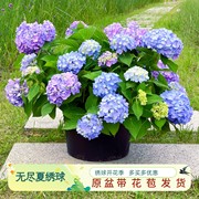 无尽夏绣球花苗盆栽带花苞魔幻红宝石大落跑新娘四季开镜庭院植物