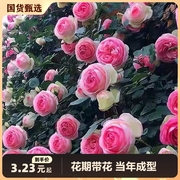 蔷薇花苗藤本月季花树爬藤植物阳台花卉，玫瑰盆栽四季开花重瓣带花