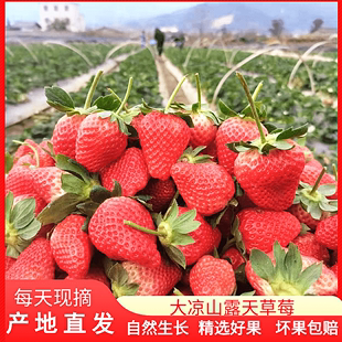 露天新鲜草莓红颜奶油甜商用烘焙应当季孕妇水果非丹东99凉山草莓