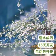 雪柳鲜枝水培水养植物，室内干支雪柳，重瓣花卉鲜花干枝绿植盆栽插花