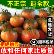 正宗铁皮草莓柿子5斤现摘碱地新鲜自然熟绿腚，番茄水果农家西红柿1