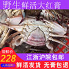 舟山全母红膏蟹，梭子蟹鲜活海鲜水产海蟹