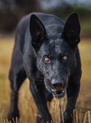 大型黑狼犬墨界狼狗纯黑色便宜中华幼犬红狼活物看家护院护卫猛犬