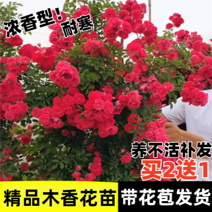 红木香花苗爬藤植物四季开花耐寒好养浓香黄木香(黄木香)庭院蔷薇花卉盆栽