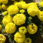 花卉种子万寿菊大黄色花菊花种子四季易种室内盆栽花园观赏花种籽