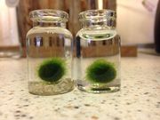 海藻球marimo 球藻 日本北海道特产水族球藻 鱼缸水草可爱绿植