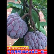 释迦果苗嫁接台湾凤梨释迦AP释迦番荔枝佛陀果苗南方种植释迦树苗