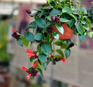 多季开花口红吊兰盆栽花卉绿植，垂吊观花盆栽植物办公室内盆景