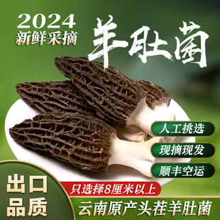 云南新鲜羊肚菌1000克2024年头茬特级羊肚茵菇产地直供