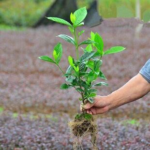 栀子花树苗大叶栀子，花苗浓香型栀子花苗，小叶栀子花栀子花苗球苗