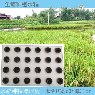 公园水上种植水稻浮床鱼塘种植漂浮板厚无土栽培蔬菜河流水稻种植