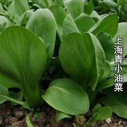 上海青菜籽种子蔬菜种籽大全鸡毛菜青菜小白菜四季菜种孑正宗冬季