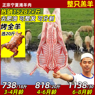 宁夏滩羊全羊整只羊肉新鲜现杀滩羊肉烤全羊整羊非内蒙古盐池新疆