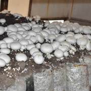 双孢菇蘑菇，菌包食用菌包菌棒菇阳台，蘑菇菌包种植