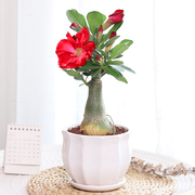 沙漠玫瑰盆栽老桩重瓣带花带花苞的喜阳耐晒耐热室内阳台花卉植物