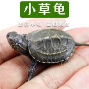 中华草龟小乌龟活体长寿金线龟，迷你宠物水龟龟蛋墨龟巴西外塘龟苗