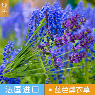 蓝色薰衣草花种子普罗旺斯法国进口薰衣草种籽花籽一年四季都开花