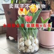 水培玻璃花盆郁金香水养花瓶白掌绿萝植物百合盆，透明玻璃花瓶圆筒