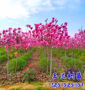 大型庭院玉兰花树苗红玉兰白玉兰，树苗盆栽绿化树苗风景树苗景观树