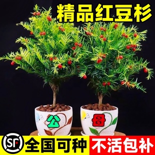 红豆杉树苗盆栽南北方种植室，内外花卉绿植盆景植物，四季好养风景树