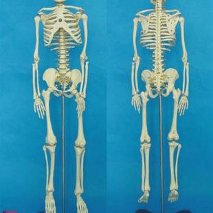 65cmh人体骨骼模型，骷髅骨架医用人体标本模
