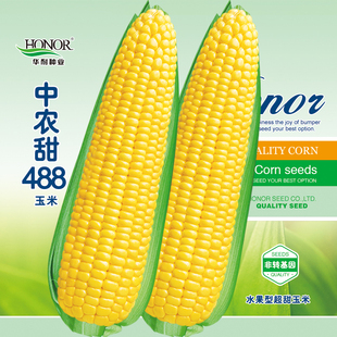 中农甜488超甜水果玉米，种子甜糯粘四季春季甜玉米种籽禾之元种孑