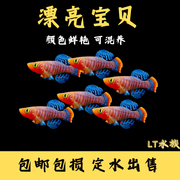 漂亮宝贝鳉漂亮红精灵魔法鱼贡氏圆尾鳉热带观赏鱼淡水小型鱼活体