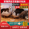 极有家芦丁鸡网红宠物鸡活物观赏鸡活体40-60天青年鸡