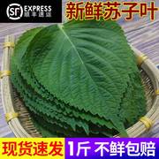 苏子叶新鲜食用包饭韩国烤肉叶日式料理绿色蔬菜紫苏菜叶500g