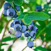 包活果树蓝莓树苗盆栽南方北方室外种植蓝莓苗，盆栽蓝莓苗带果苗