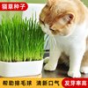 小麦草种子猫草种籽孑大麦芽苗菜苗无土栽培水培土培猫薄荷草盆栽