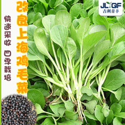鸡毛菜菜籽种速生四季小白菜种孑上海青菜种子阳台盆栽蔬菜大全