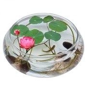 水培玻璃花瓶透明碗莲荷花铜钱，草盆缸养睡莲的专用花盆鱼缸植物器