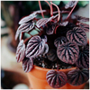 小植之家 红宝石红天使紫叶皱叶椒草北欧风植物 净化空气吸甲醛
