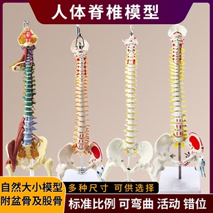人体骨架腰椎1 1仿真脊柱解剖可弯曲 医学神经骨骼教学脊椎骨模型