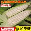 广西农家特产新鲜糯玉米，黏玉米现摘棒粘玉米白糯嫩玉米9斤