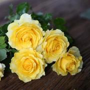 微型台月季月季花苗台盆栽庭院玫瑰黄色品种小苗