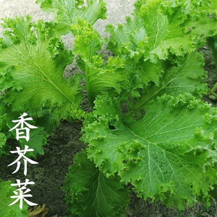 香芥菜种子香香菜饺种籽香芥梅干菜子馅，特色菜种子田园蔬菜孑