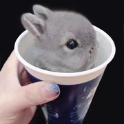 兔子活物迷你侏儒凤眼海棠小型茶杯兔长不大的儿童宠物垂耳兔活体
