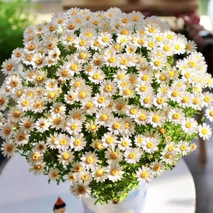 花种籽子小雏菊种四季开花盆栽白晶菊，花籽洋甘菊花卉种子孑鲜花