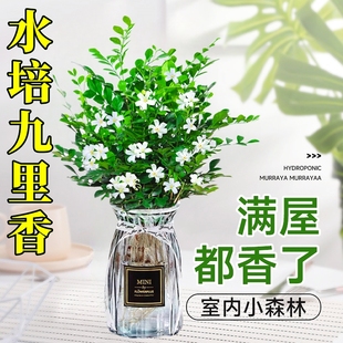 水培九里香花卉盆栽绿植浓香四季开花植物室内办公桌阳台净化空气