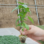 河南大叶荆芥种子苗孑四季荆棘，菜带土带根籽种盆栽，菜籽菜特产种籽