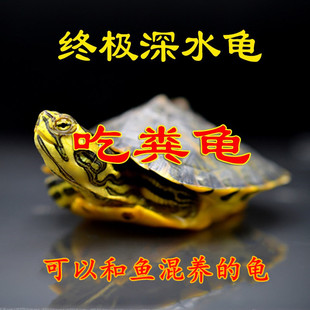 深水龟黄耳龟吃粪龟鱼缸，混养侧劲龟冷水龟，观赏懒人宠物小乌龟活物