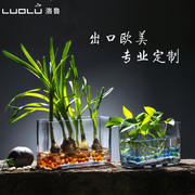 水培植物玻璃瓶长方形桌面绿萝富贵竹，花盆水培花卉，花瓶鱼缸器皿