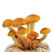 滑子菇菌包蘑菇菌包菌棒盆栽食用菌多肉植物蘑菇菌棒