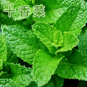 十香菜种子种籽孑苗秧石香菜薄荷食用四川鱼香菜草四季菜苗菜籽